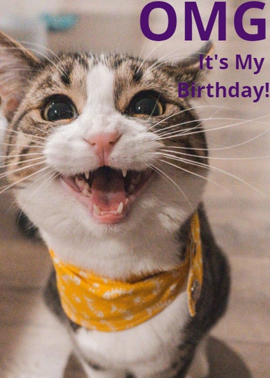 best cat memes birthday