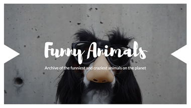 Funny Animals YouTube Channel Art Design